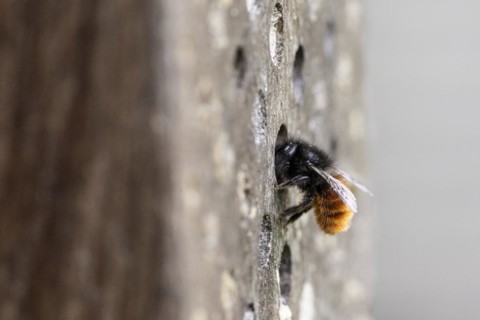 Hornfaced bee (Osmia cornuta), Emsland, Lower Saxony, Germany, Europe