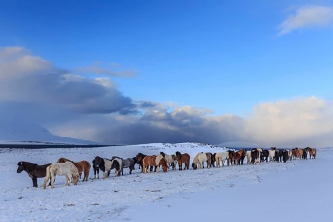 A herd of Icelandic horses standing in a snowstorm on the coast, winter, Akureyri, North Iceland,