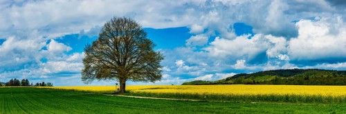 Lime tree (Tilia) on the Hödinger Berg, Hödingen, Lake Constance district, Upper Swabia,