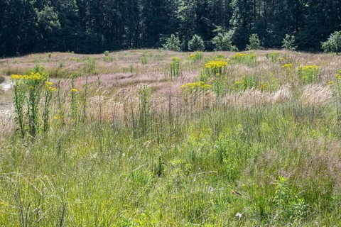 Extensive meadow with St James' ragwort (Senecio jacobaea) and flowering grasses, Emsland, Lower