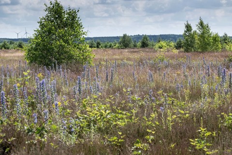 Adder's tongue (Echium vulgare), Emsland, Lower Saxony, Germany, Europe