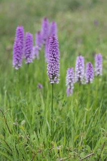 Southern marsh orchid (Dactylorhiza praetermissa), Emsland, Lower Saxony, Germany, Europe