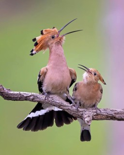 Hoopoe (Upupa epops) Bird of the Year 2022, courtship, mating, pair, male, female, bridal gift,