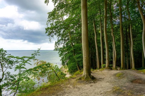 The Hochuferwanderweg from Baabe via Sellin to Binz, through dense beech forest, along the cliffs,