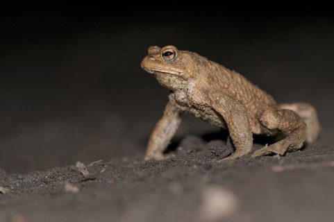 Common toad (Bufo bufo), single male, on the way to spawning waters, evening, toad migration,