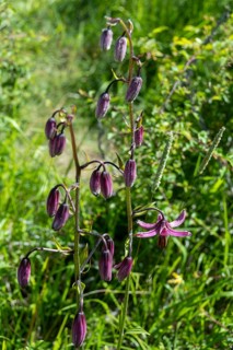 Close-up of a martagon lily (Lilium martagon), Sancy Massif, Auvergne-Rhone-Alpes, France, Europe