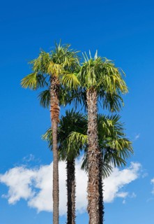 Palm trees against a blue sky in Ascona, Canton Ticino, Switzerland, Europe