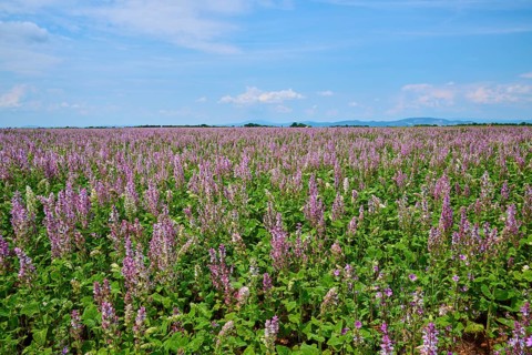 Clary sage field on a sunny day with a slightly overcast sky, summer, Valensole,