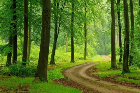 Hiking trail through green beech forest to the Heilige Hallen, natural forest reserve in the