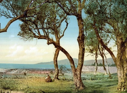 Olive trees, Menton on the Riviera, France, c. 1895, Historic, digitally restored reproduction from
