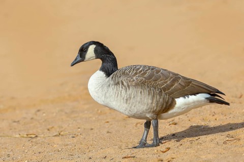 Canada goose (Branta canadensis), adult bird standing on sandy beach, wildlife, Altmühlsee,