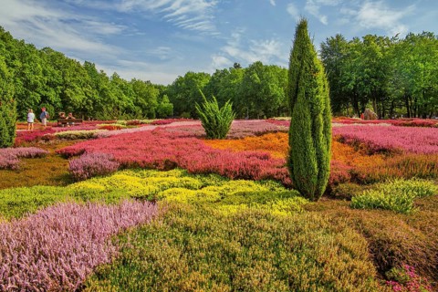 Heather garden with many varieties of heather from all over the world, Schneverdingen, Lüneburg