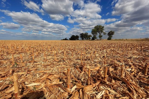 Romania, in the south of the country, maize field after harvest, harvested, stubble field, Europe