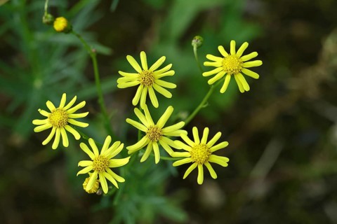 St James' ragwort (Senecio jacobaea), yellow flowers at the edge of the forest, poisonous plant,