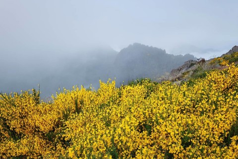 View of Madeira mountains in clouds with blooming Cytisus shrubs on sunset. Madeira island,