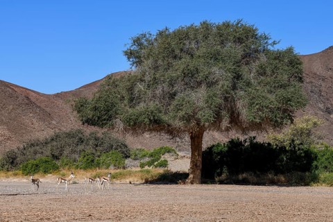 Angola springboks (Antidorcas angolensis) in the Hoanib dry river, Kaokoveld, Kunene region,