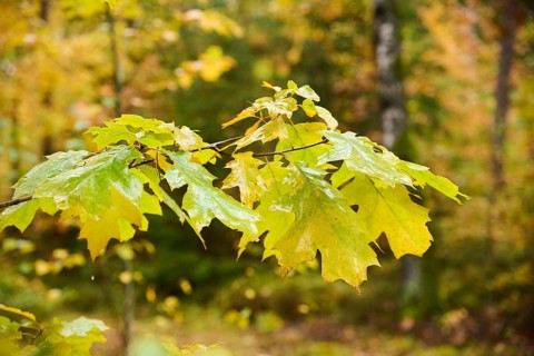 Norway maple (Acer platanoides) tree leafes, colored, in a forest in autumn, Bavaria, Germany,