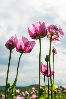 Opium poppy (Papaver somniferum), opium poppy field, Erlenbach, near Heilbronn, Baden-Württemberg,