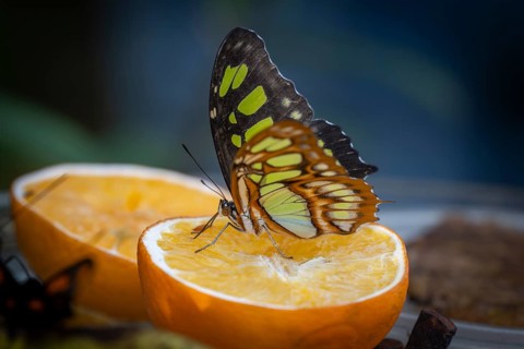 Malachite butterfly (Siproeta stelenes), butterfly sucking liquid from a halved orange, the wings