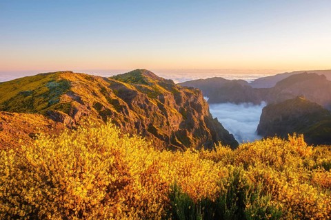 View from Pico do Arieiro of mountains over clouds with blooming Cytisus shrubs on sunset with