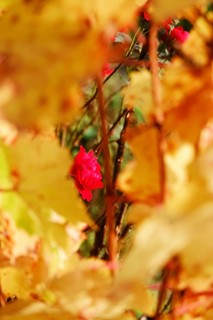 Rose blossom and vine leaves, autumn, Germany, Europe