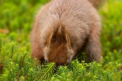 Red squirrel (Sciurus vulgaris) adult animal burying a nut in moss, Yorkshire, England, United