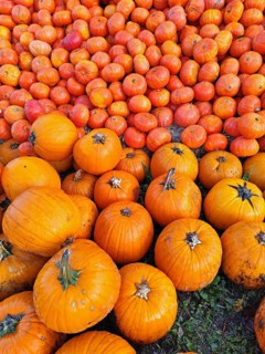 Hokkaido pumpkins, Lower Saxony, Germany, Europe
