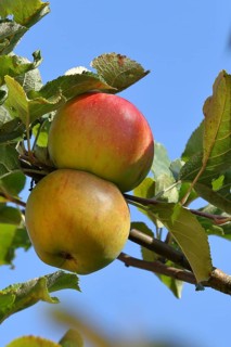 Ripe red apples hanging ready for harvest on a tree in front of a blue sky, fruit tree, orchard,
