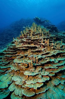 Healthy stony corals Hard corals Corals (Acropora) reef-building corals Coral block in intact coral