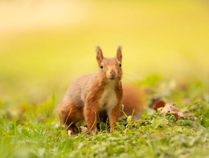 Eurasian squirrel (Sciurus vulgaris), standing on a green meadow, some brown leaves, curious and