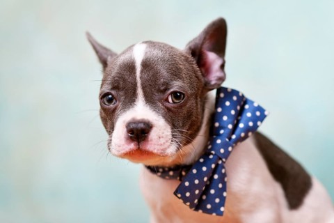 Portrait of pied French Bulldog puppy with bow tie in front of mint green background