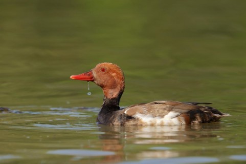 Red-crested pochard (Netta rufina), male, Camargue, Provence, southern France