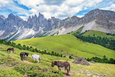 Group with Donkeys on a alp meadow at the mighty Odle Group mountains in the Dolomites, Ortisei,