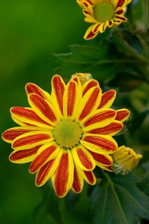 Flower of the autumn chrysanthemum, Dendranthema indicum orange