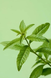 Lemon verbena, close-up of the plant, Aloysia citrodora