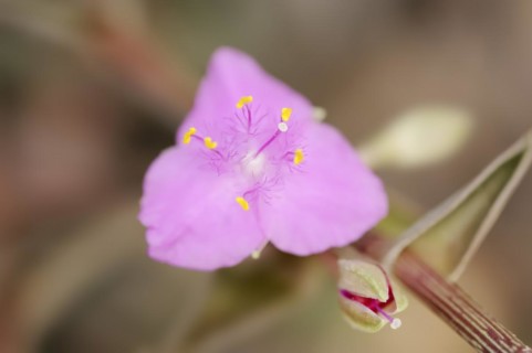 Tradescantia (Callisia navicularis, Tradescantia navicularis), flower, ornamental plant, North