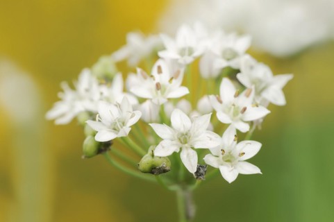 Garlic chives (Allium tuberosum), flowers, spice plant, medicinal plant, North Rhine-Westphalia,