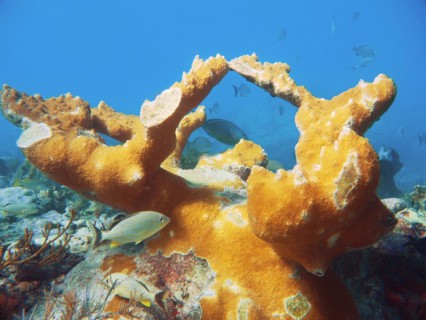 Fascinating underwater view of a living coral reef with fish. elkhorn coral (Acropora palmata),