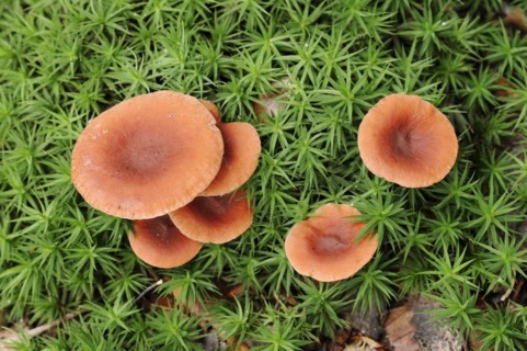 Camphor spurge (Lactarius camphoratus), Gelderland, Netherlands