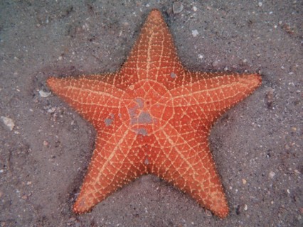 A red starfish, red cushion sea star (Oreaster reticulatus), lies on sandy ground in the sea. Dive