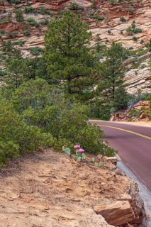 Prickly pear cactus blooming along the Zion Park Boulevard in Zion National Park, Utah