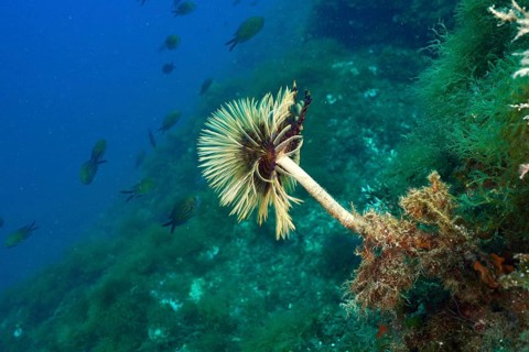Detailed mediterranean fanworm (Sabella spallanzanii) surrounded by diverse underwater flora and