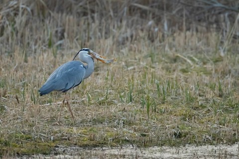 Grey heron (Ardea cinerea) adult bird carrying a Pike (Esox lucius) fish in its beak,