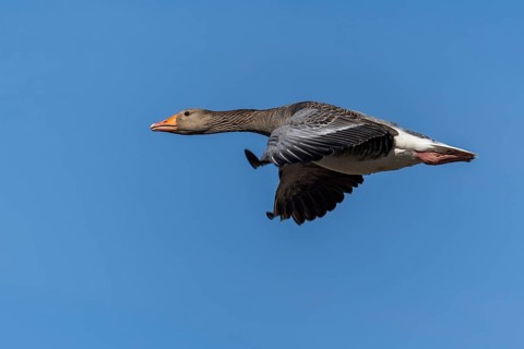 A goose flies through the air under a blue sky, its wings are in motion, grey goose (Anser anser),