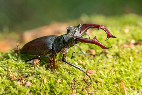 Stag beetle (Lucanus cervus), horned beetle, fire beetle, male with large mandibles, upper jaw,