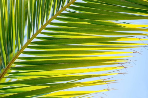 Sunlit palm leaf with shadow play of the leaf veins, cloudless blue sky in the background,