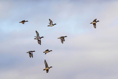 Eurasian Wigeon, Mareca penelope, birds in flight over marshes at winter