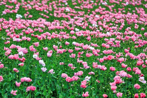 Opium poppy (Papaver somniferum), cultivation of edible poppy, poppy field, pink flowers and seed