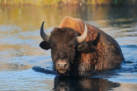 American bison (Bos bison, Bison bison) crossing a river, Yellowstone National Park, Wyoming, USA,