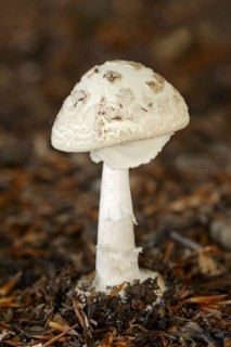 False death cap (Amanita citrina), North Rhine-Westphalia, Germany, Europe